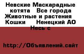 Невские Маскарадные котята - Все города Животные и растения » Кошки   . Ненецкий АО,Несь с.